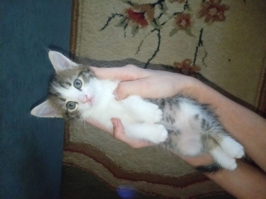 Отдам домашних котят в хорошие руки