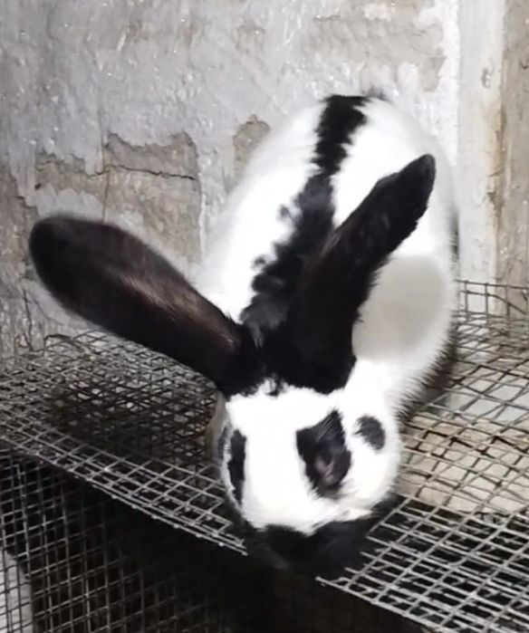 Продается кролик