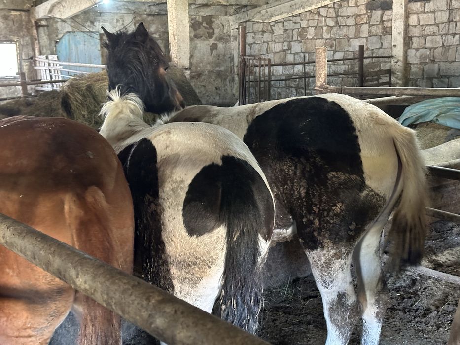 Согым сатам.жылкы