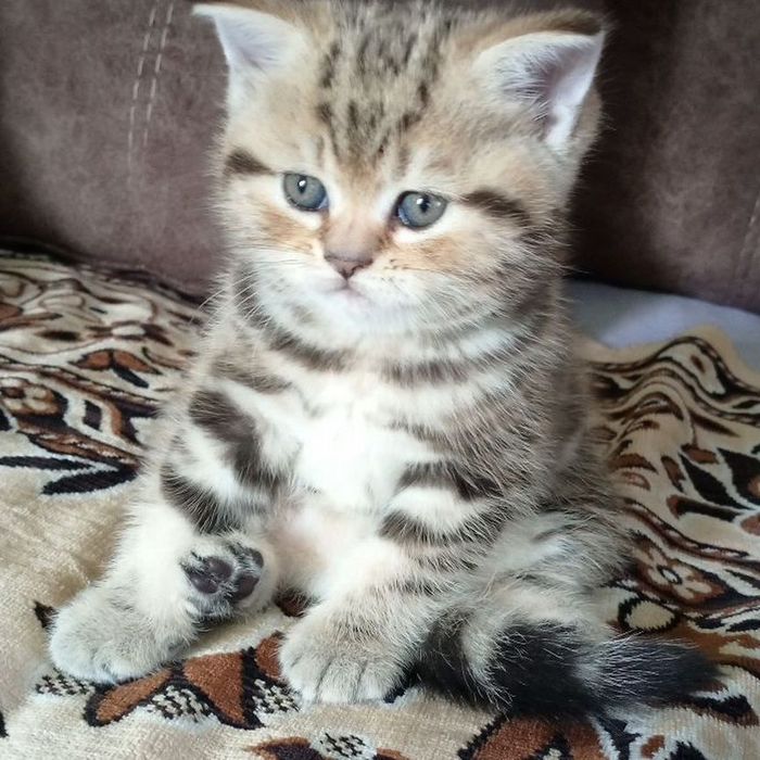 Британские котята