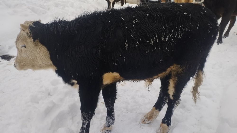 Бычки продаются.