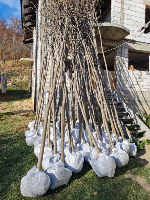 Mestecan tei platan salcam plop stejar