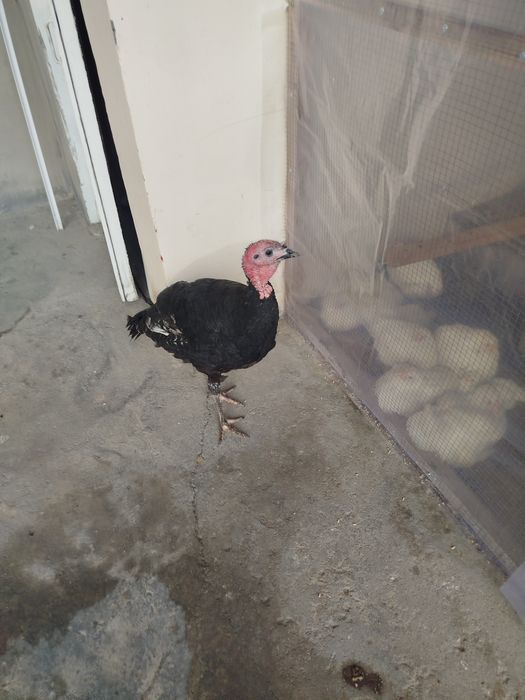 Bahorgi 7-8 oyli erkak kurka sotiladi