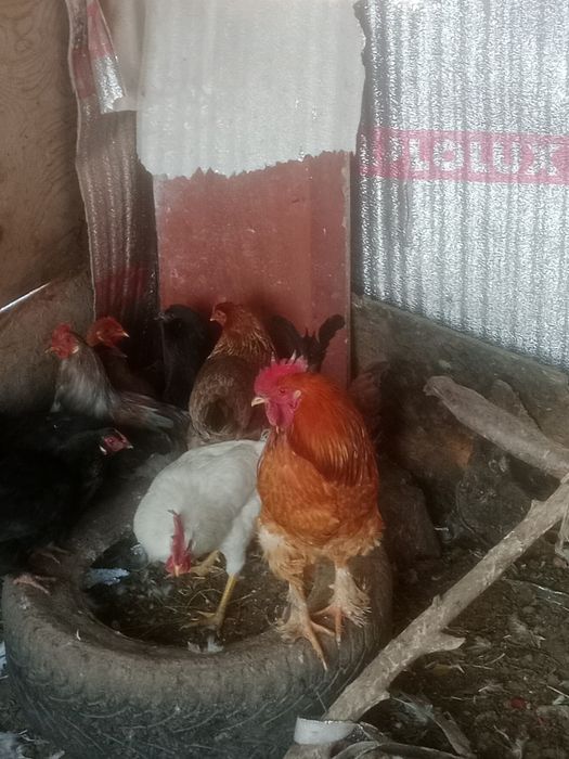 Продам куры продам