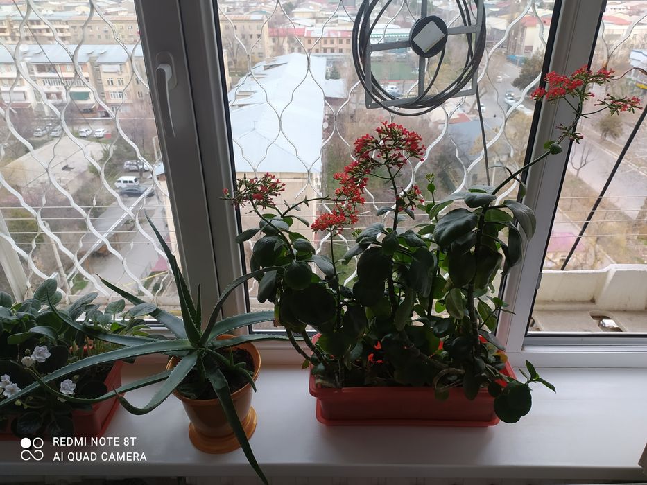 Растение королевские Каланхоэ