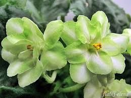 Сортовые фиалки!