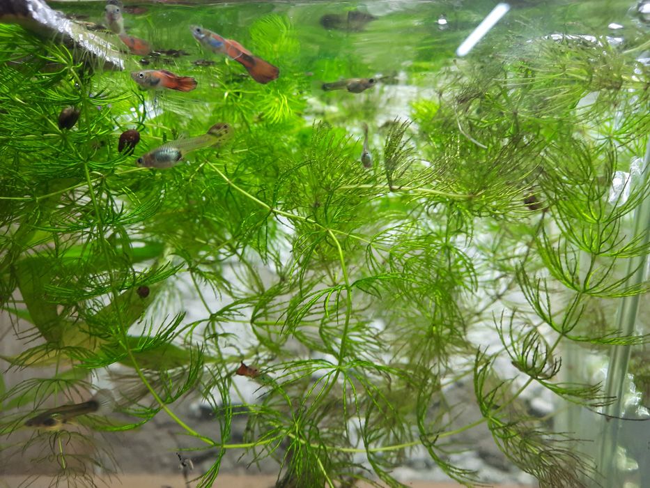 Аквариумные растения
