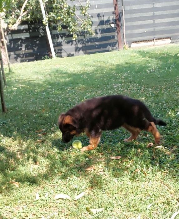 Pui Ciobănesc german- talie mare , păr lung