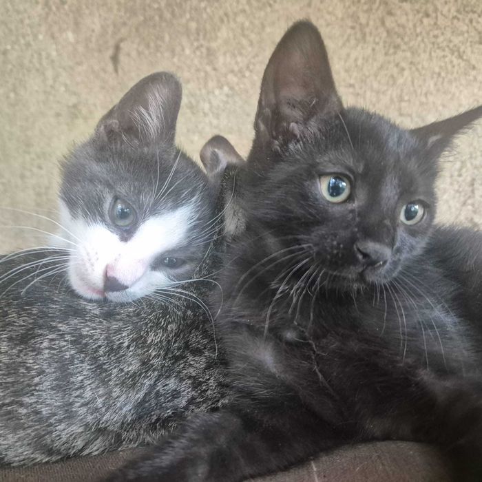 Dăruiesc spre adopție 3 puiuți de pisică – 2 luni, plini de viață!