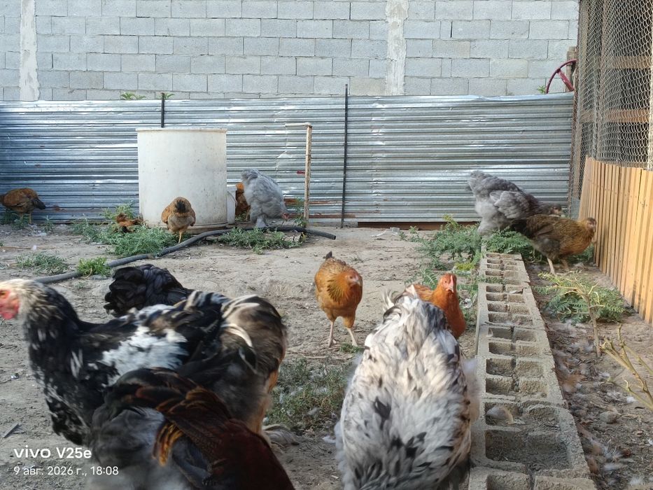 Продам цыплята брама