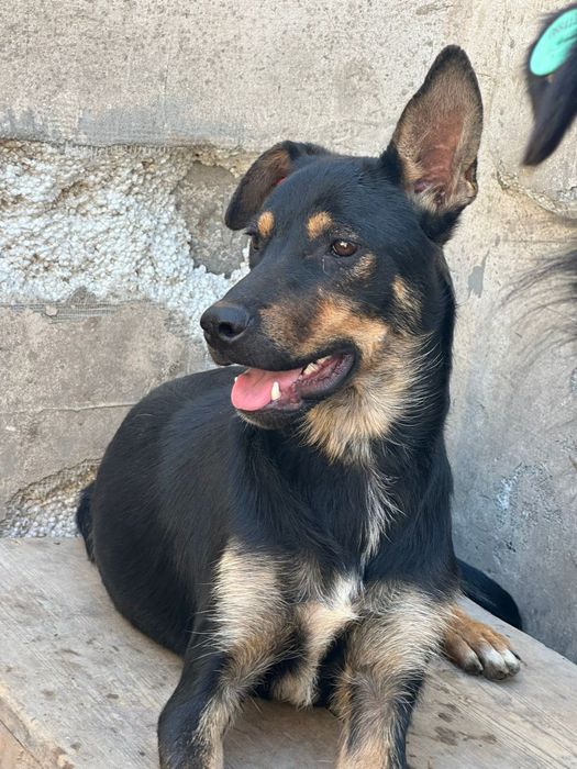 Пристраивается собака!