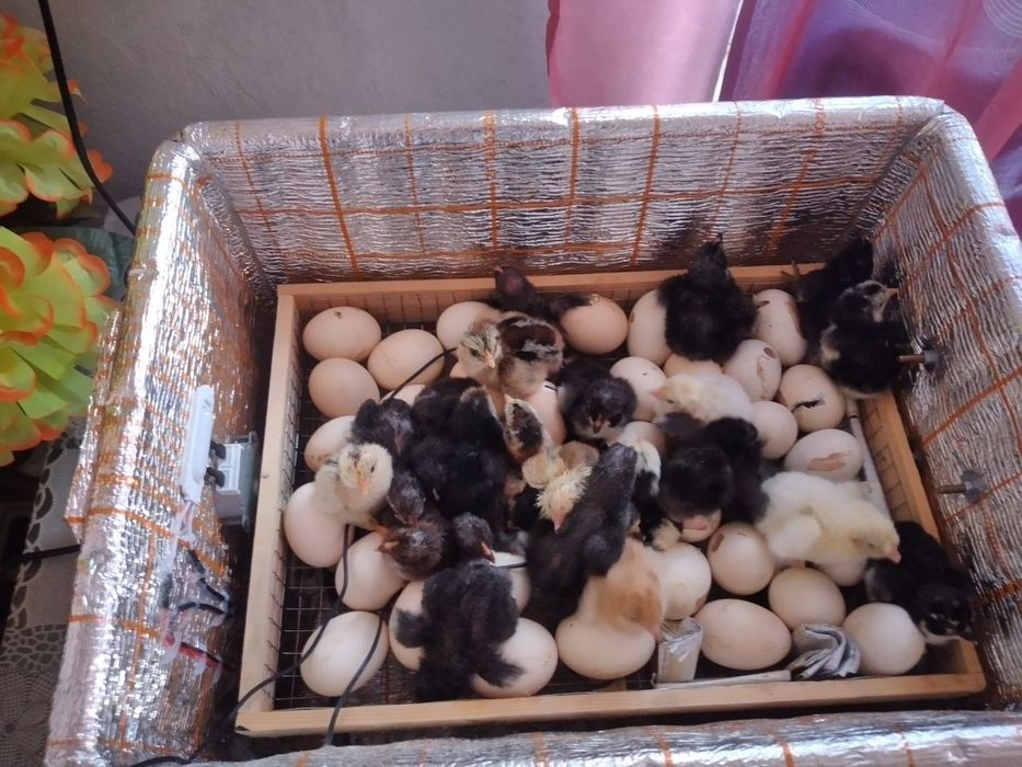 Nest Inkubator     .