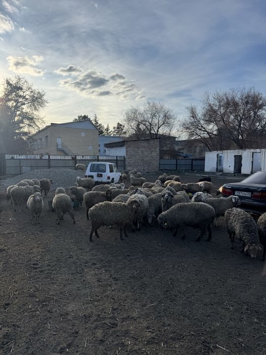 Продаю баранов, овец, токты.