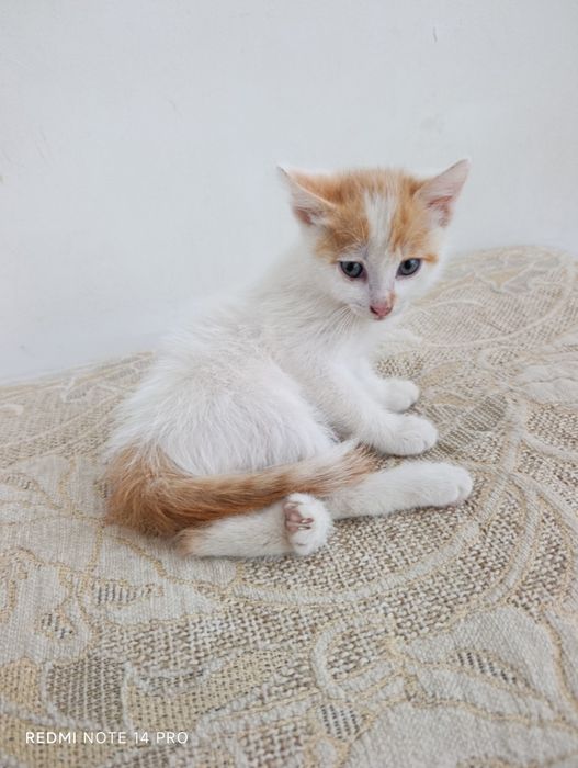 Котенок в добрые руки