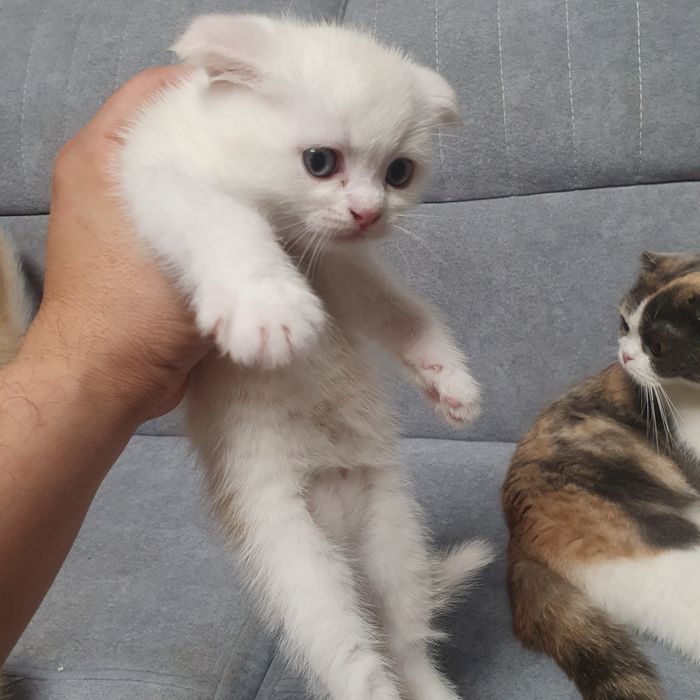 Продам вислоухих котят 2 девушки 1 мальчик