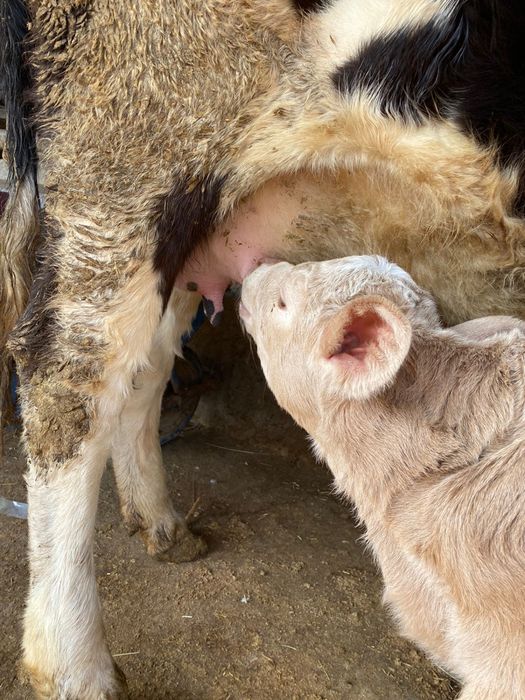 Бұзаулы сиыр сатылады
