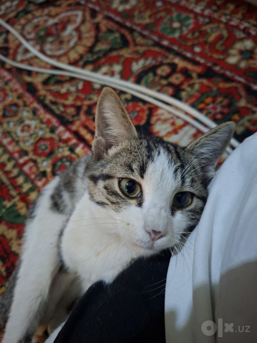 Котёнок маленький и очень ласковый