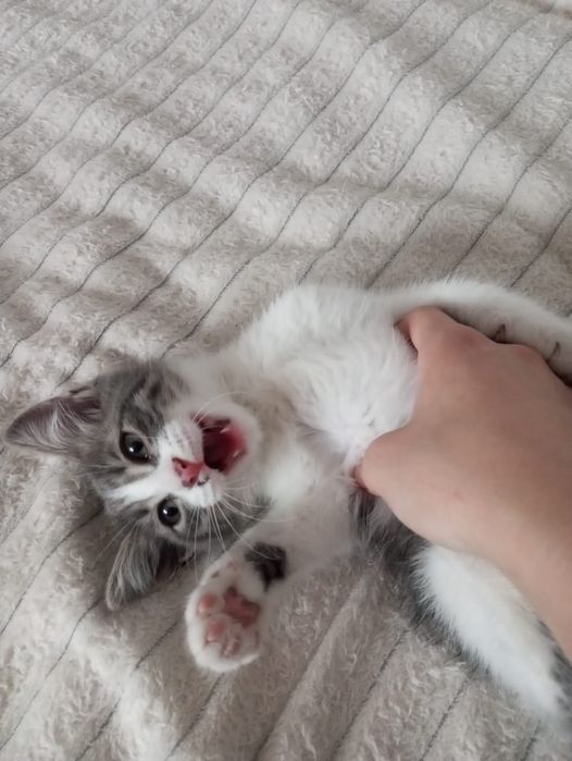 Отдам котёнка мальчика в добрые руки