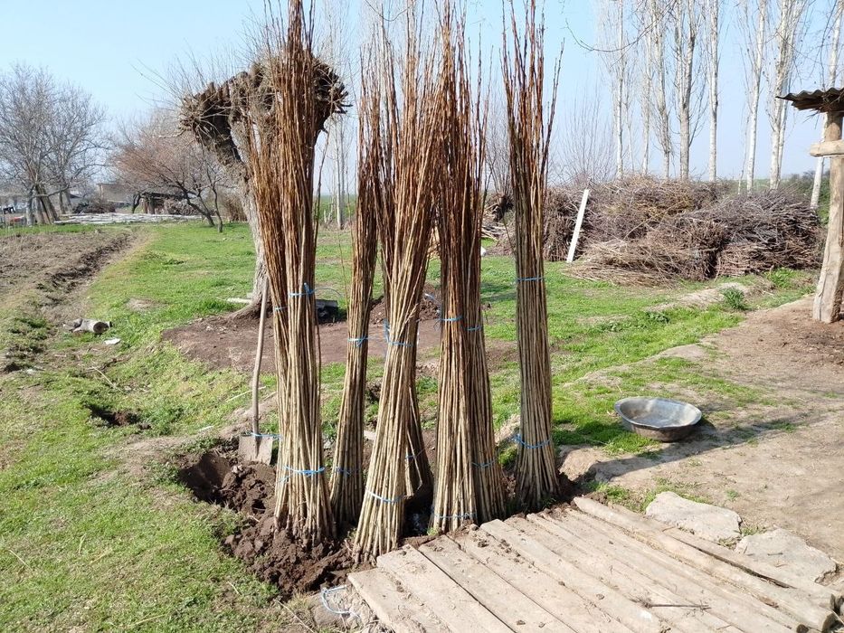Терак кучатлари сотилади.