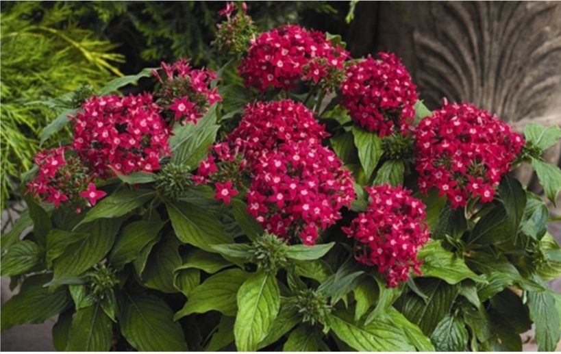 Продам Пентас (домашняя гортензия).