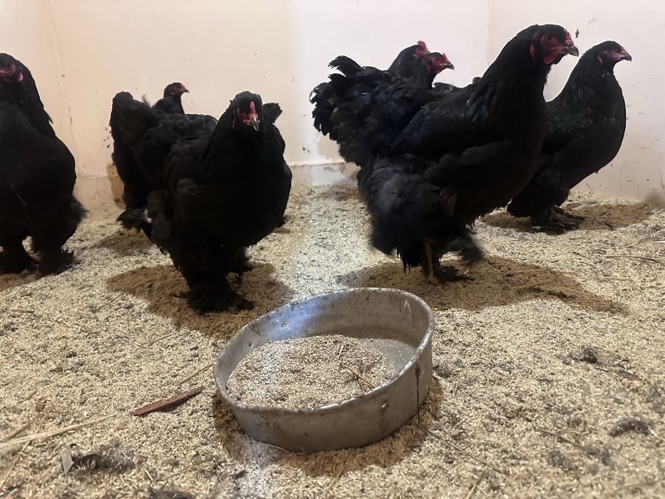 Яйца инкубационные брам черный