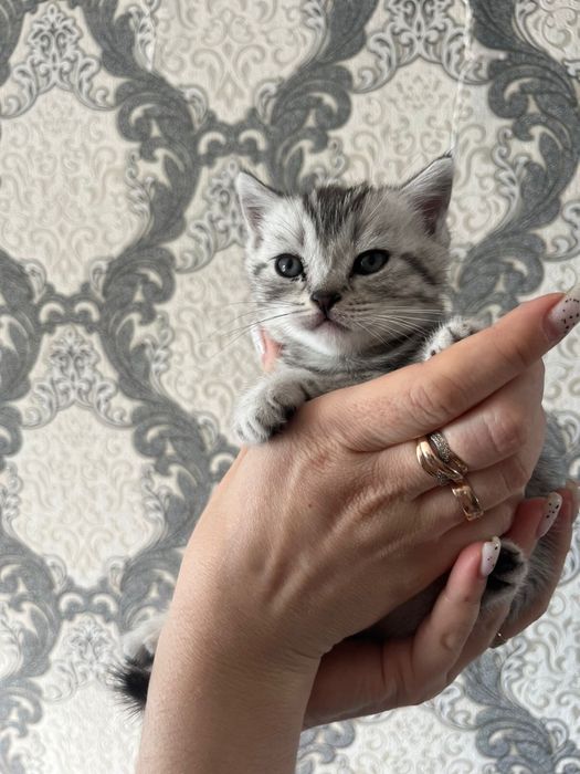 Продам шотландских котят мальчики и девочки
