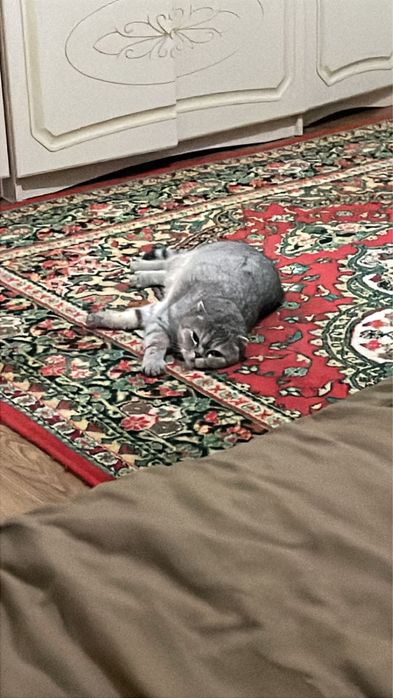 Отдам шотландскую вислоуху в добрые руки