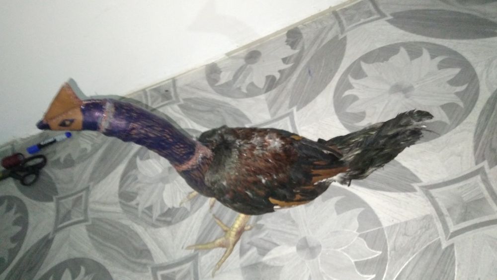 Хуроз учун макет сотилади