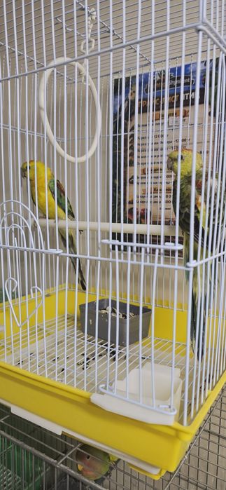 Певчий попугай атлас