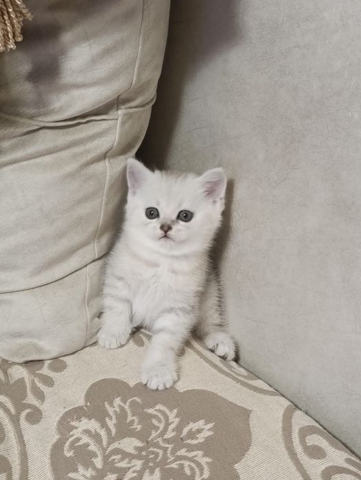 Продам котёнка Британский вискас