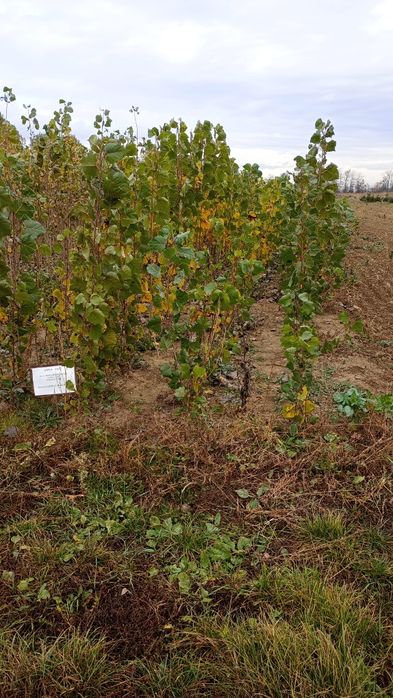 Puieți salcâm frasin fag carpen ulm plop mesteacăn brad molid Tei arin