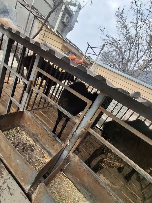 Қошқарлар бар  Семиз