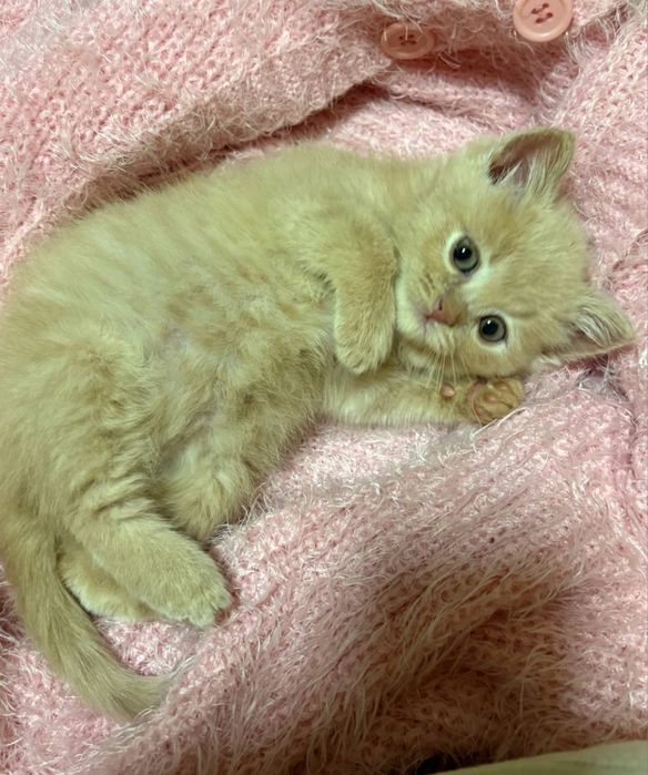 Mushuk 1 oyli rangi sariq