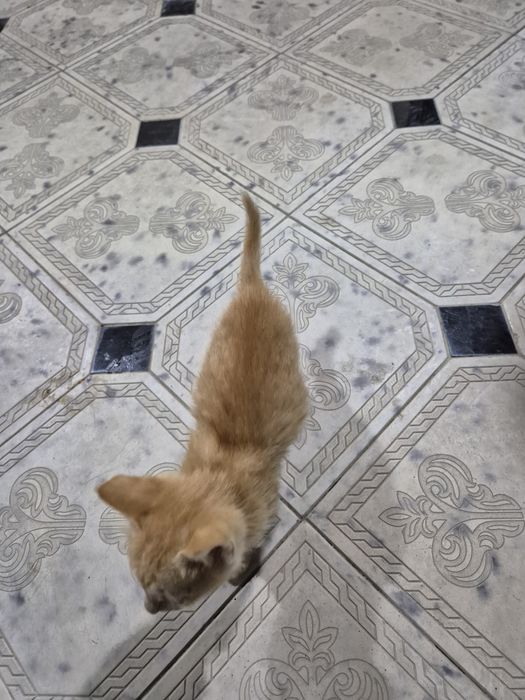 котенок отдам даром
