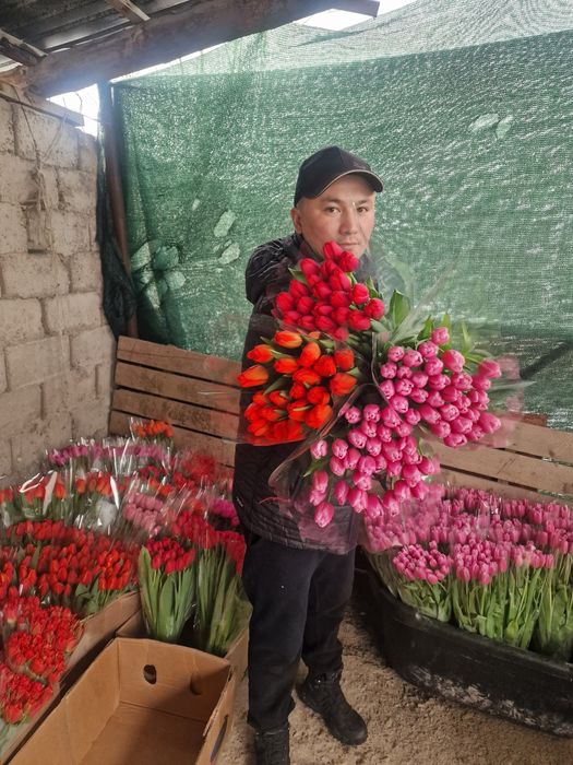 Тюльпаны отборные крупные