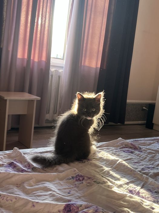 котенок 2 месяца