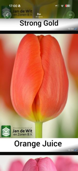 Тюльпаны оптом.