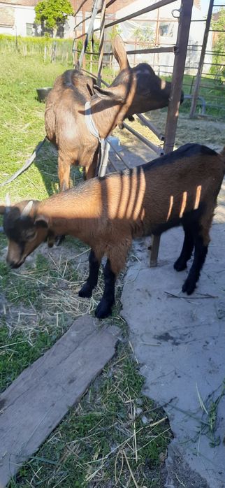 Iedut  alpin francez 250 lei