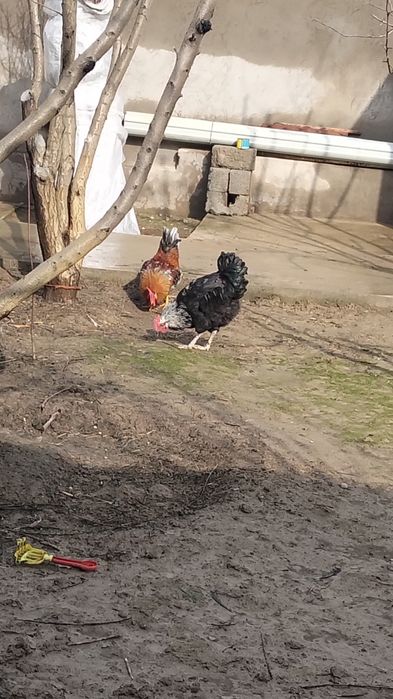 Қораздар сатылады