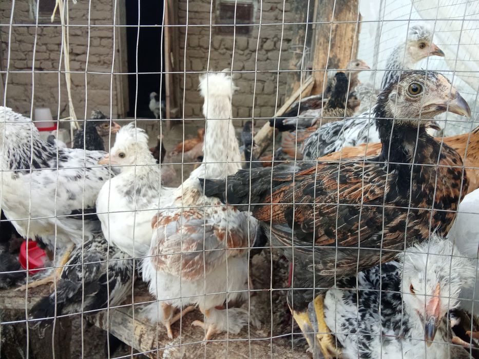 3 yarim oylik tovuq jõjalar sotiladi narxlari kelishiladi