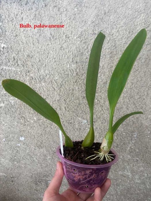 Продавам Bulbophyllum palawanense