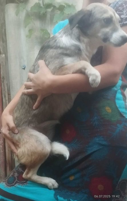 Собака в хорошие руки