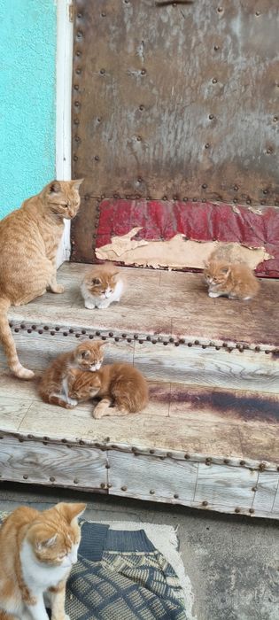 Отдам котят в хорошие руки
