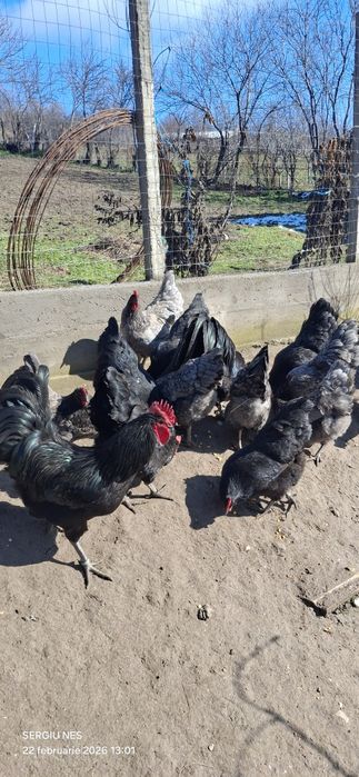 Ouă australorp,rhode island și moțate