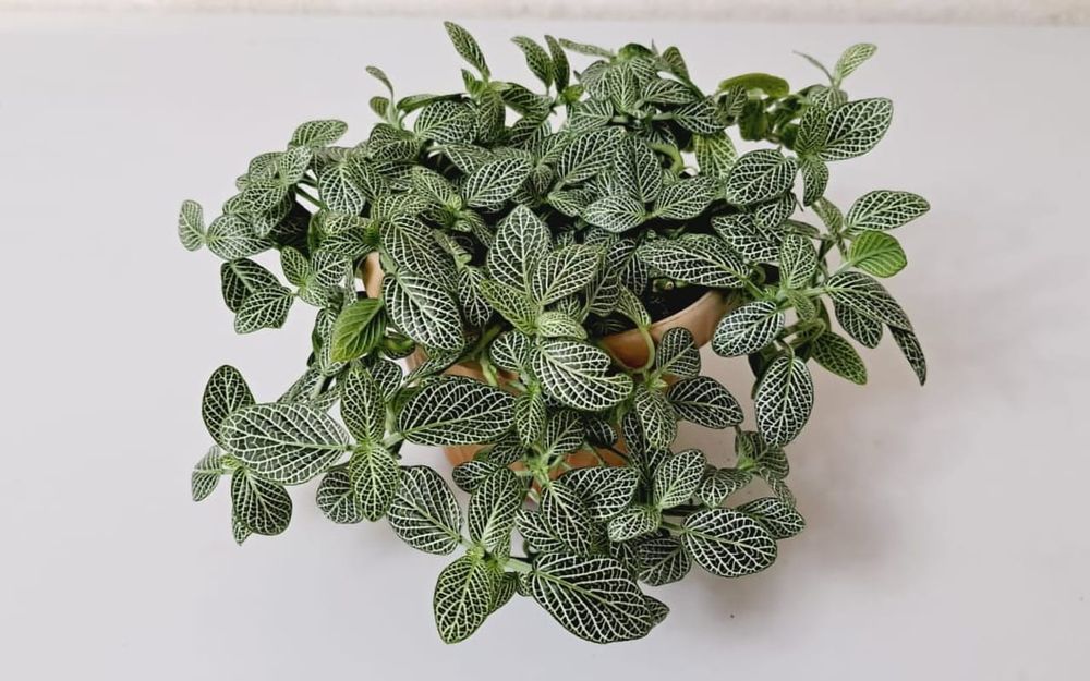 Фиттония Фиттония