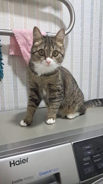 Отдам кошечку в добрые руки