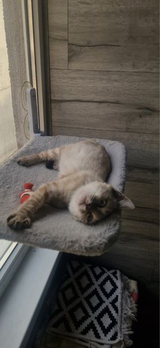Котенок в поиске дома
