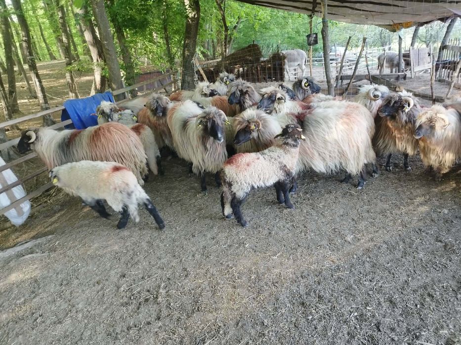 Vând oii și miei. Detali la nr. de tel