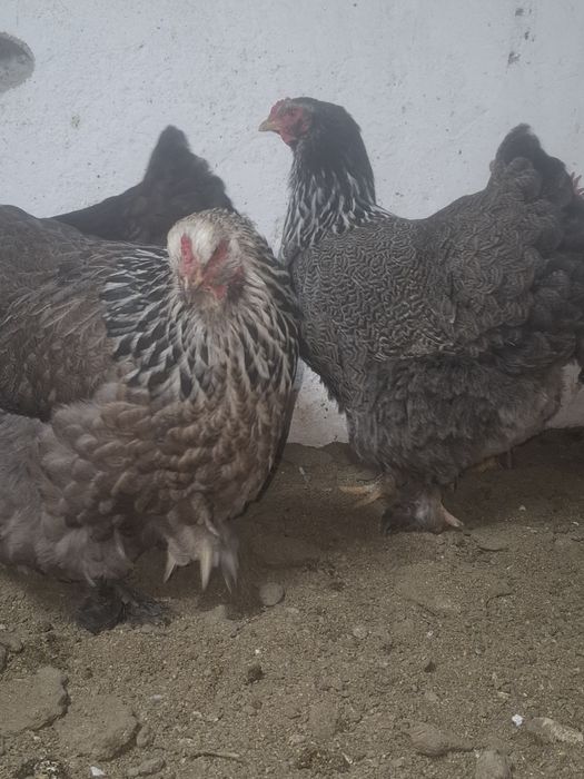 Продам      куры