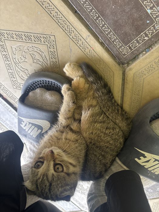 Шотландский кошки продаётся 1,5 месяц